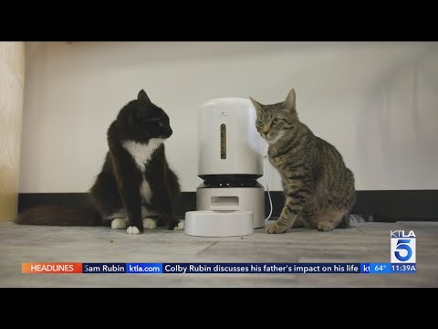 9. Cat Tree with AI - visual representation