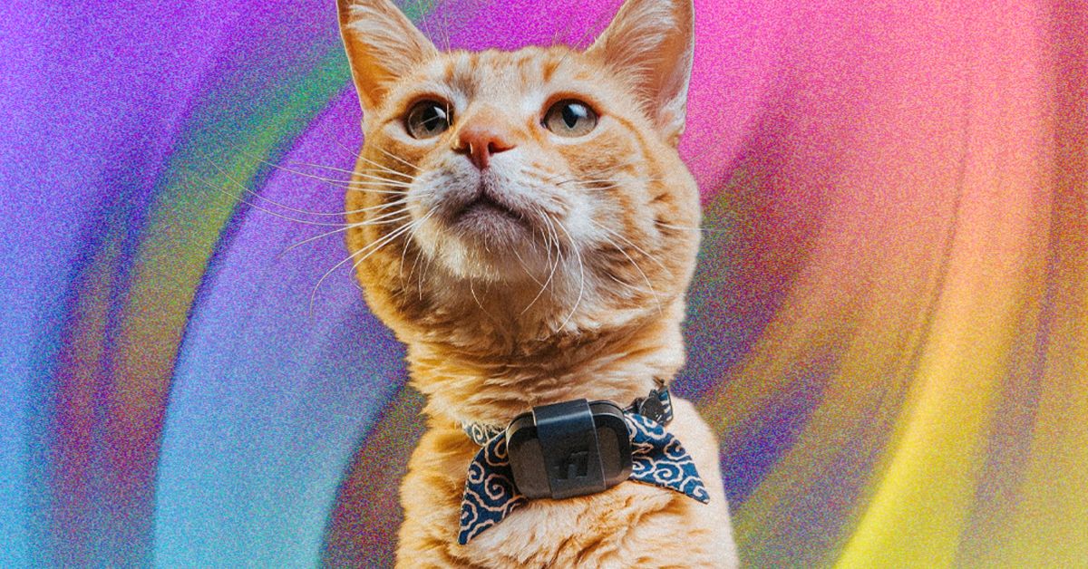 Fi Mini for Cats Review: Track Your Pets and Monitor Their Activity | WIRED