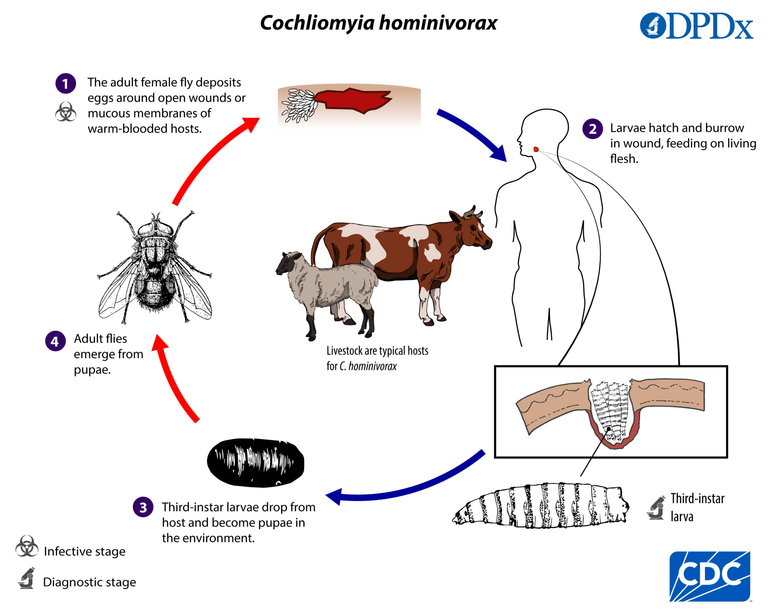 What Are Screwworms? - contextual illustration