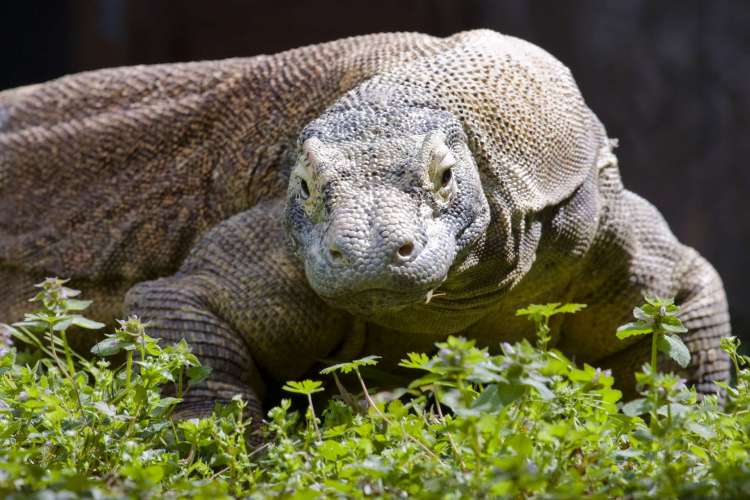 Flores Hobbits scavenged Komodo dragons' elephant kills, study suggests - Ars Technica