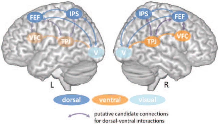 Understanding the Science of Distraction - contextual illustration