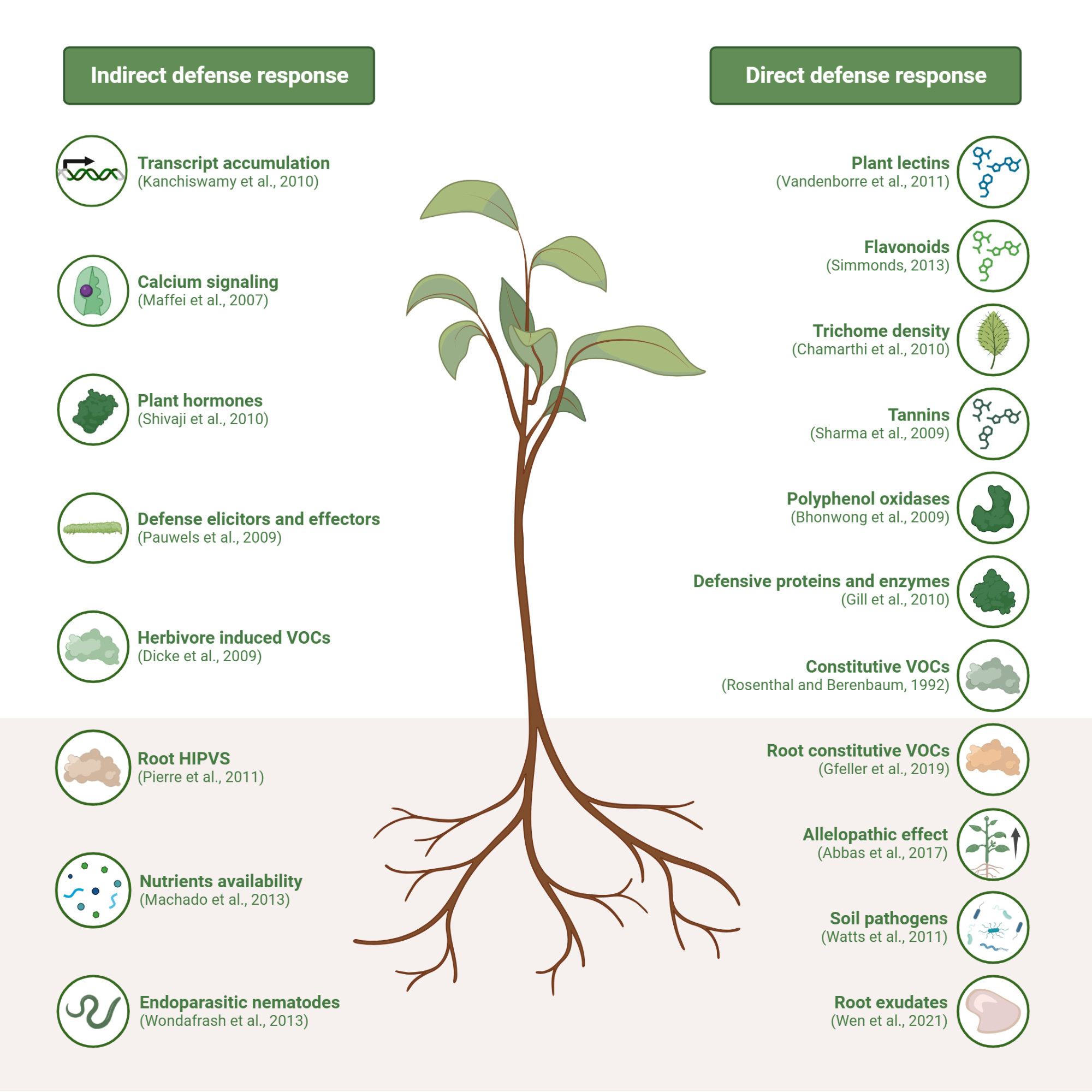 The Plant Defense Arsenal: Stilbenes, Flavonoids, and Phenolic Compounds - contextual illustration