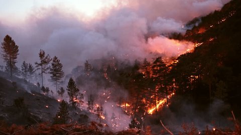 The Growing Threat of Wildfires - contextual illustration