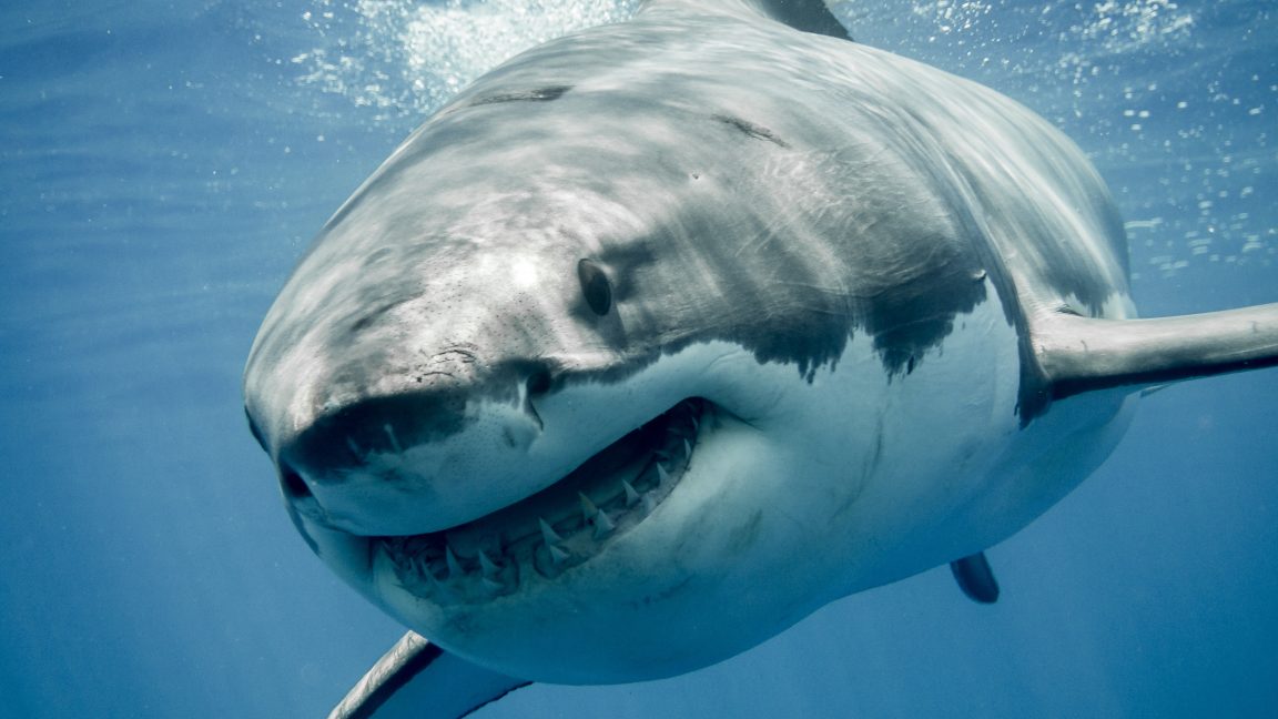 Great white sharks are overheating - Ars Technica
