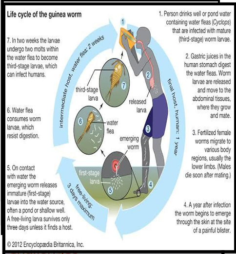 Global Health Cooperation: Who's Involved in Final Stages - visual representation