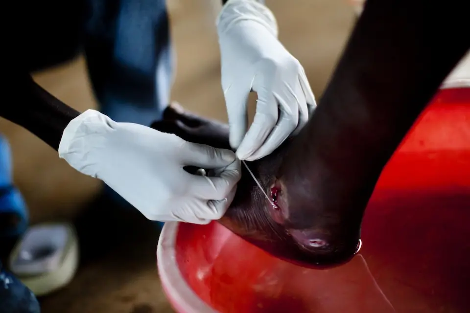 Looking Forward: From Eradication to Certification - visual representation