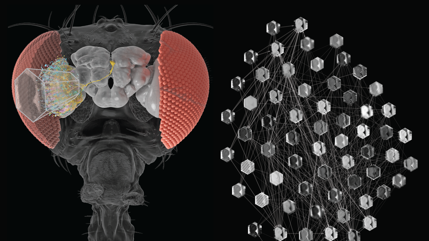 Implementing Fly Brain Simulation in AI - visual representation