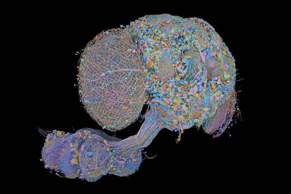 Practical Applications of Fly Brain AI - visual representation