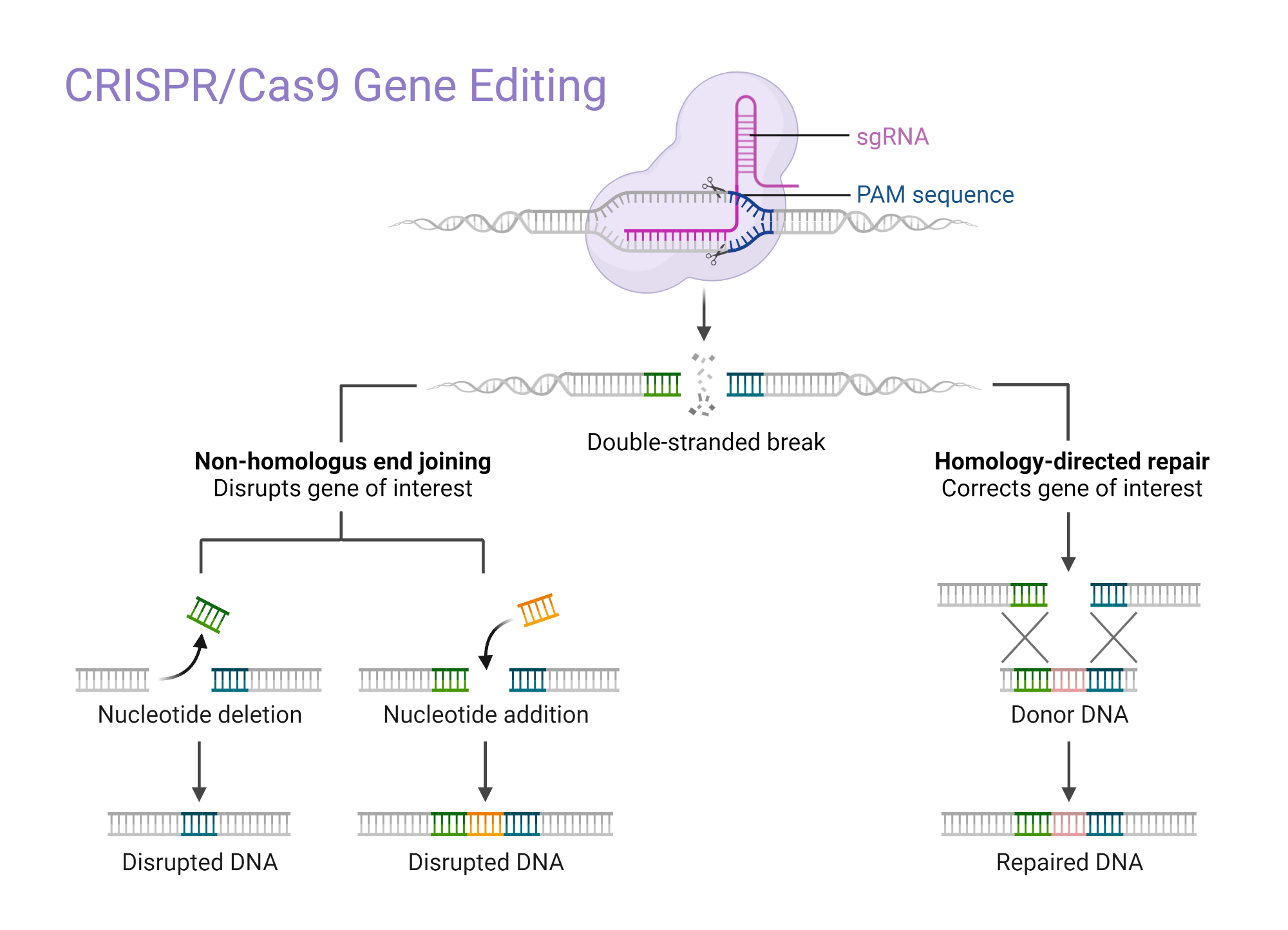 Understanding Germline Gene Editing: The Science Behind the Controversy - contextual illustration