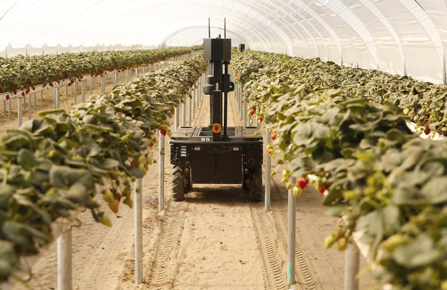 Robotics: The New Farmhands - contextual illustration