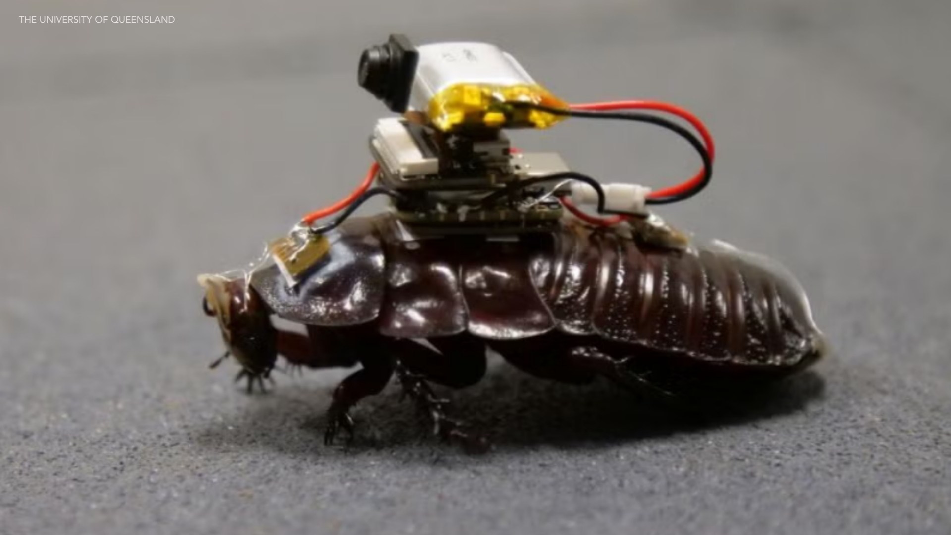 The Genesis of Cyborg Cockroaches - visual representation