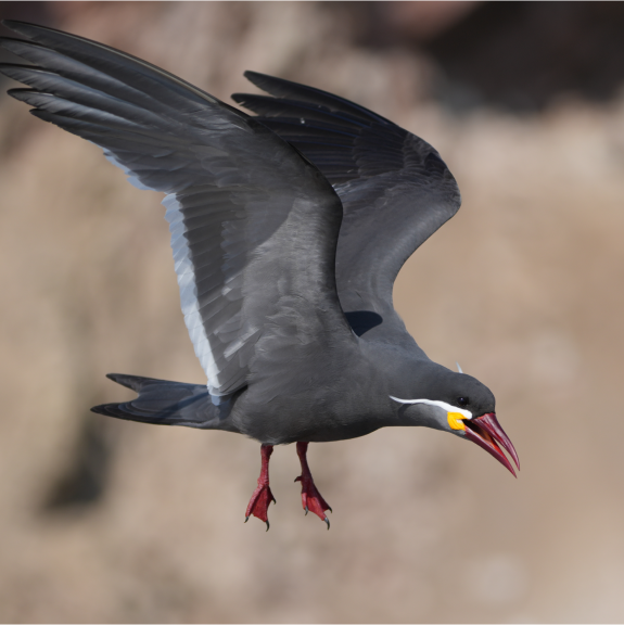 The Ecological Wisdom of the Chincha: Final Reflections - visual representation