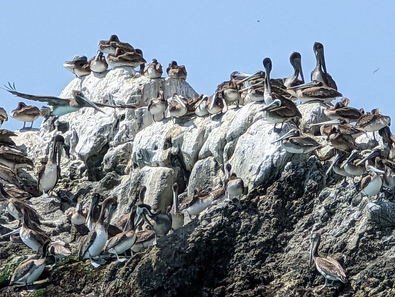 The Guano Islands and Biodiversity: Understanding the Marine Connection - visual representation