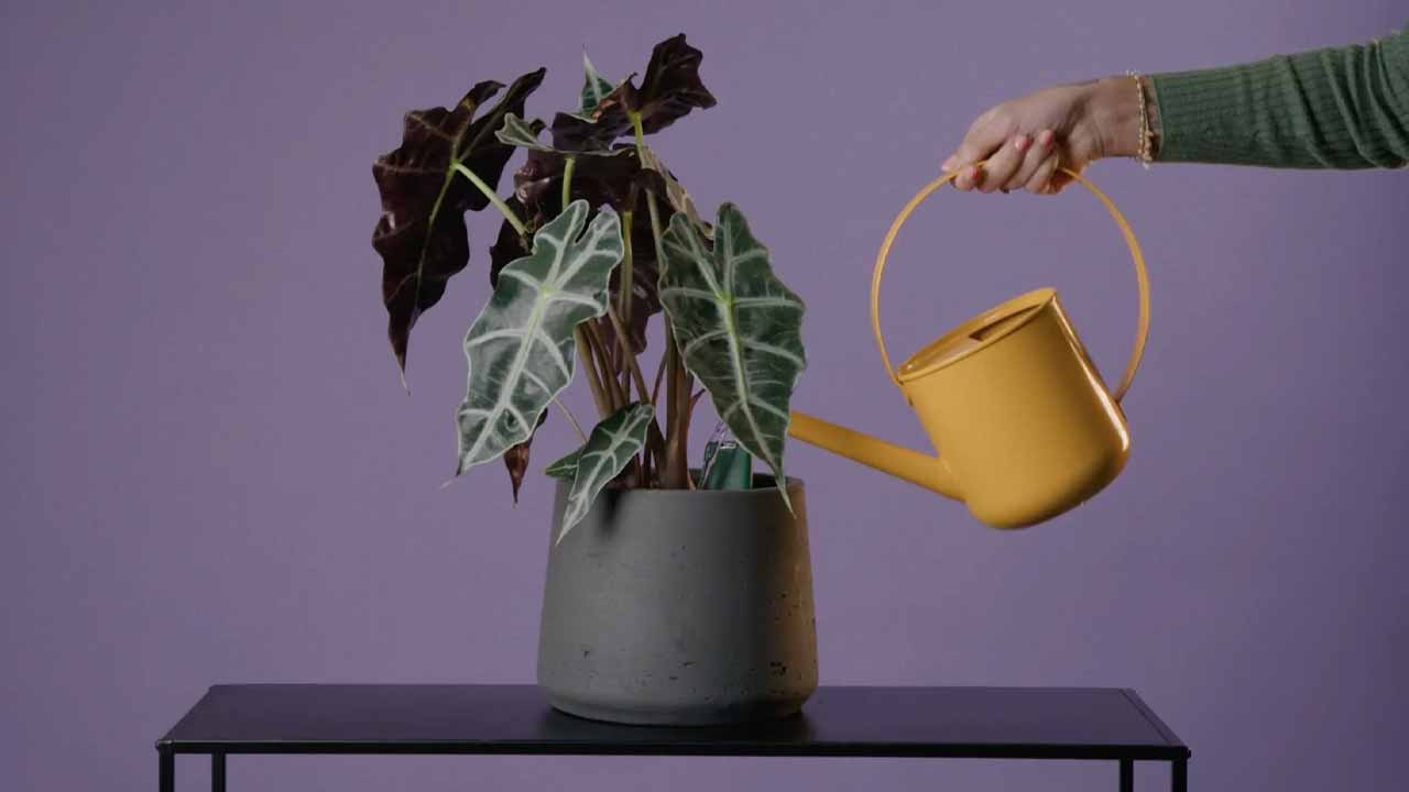 The Future of Smart Plant Care - visual representation