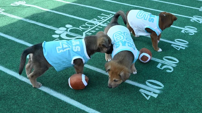 Planning Your Puppy Bowl Viewing Party - visual representation