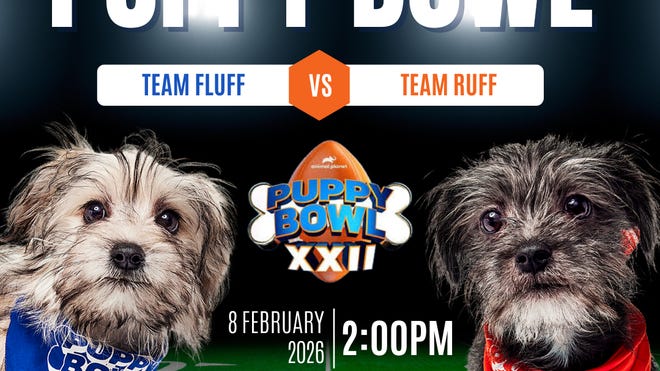 The Future of Puppy Bowl Streaming - visual representation