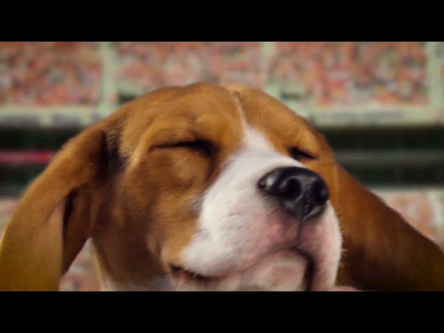 Conclusion: Make Your Puppy Bowl 2026 Plan Now - visual representation
