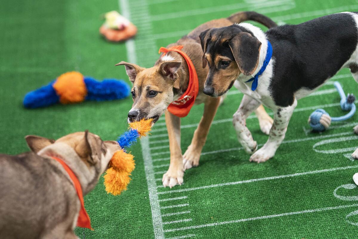 Understanding Puppy Bowl 2026: What You're Actually Watching - contextual illustration