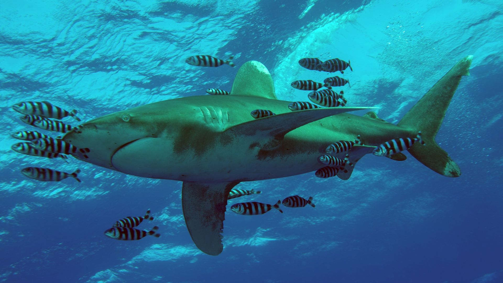 How to watch Shark Week 2026 online from anywhere | TechRadar
