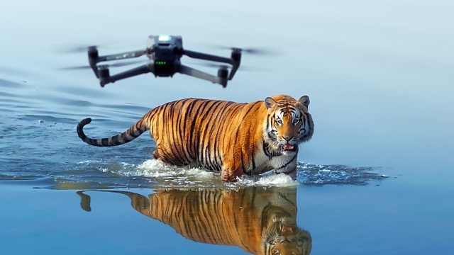 How to watch Tiger Island online from anywhere in the world | TechRadar