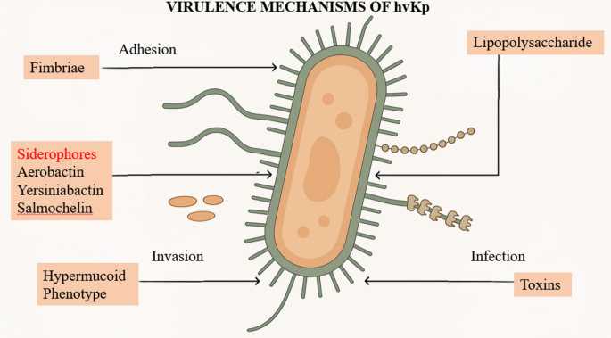 Prevention: Can We Stop hv KP Before It Spreads? - visual representation