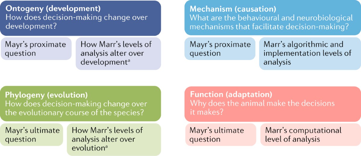 The Evolution of Human Decision-Making - visual representation