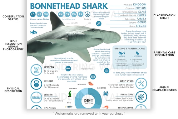 Why the Shark Blast Boss is a Game-Changer - visual representation