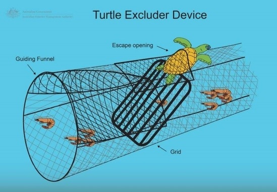 Understanding Bycatch - visual representation