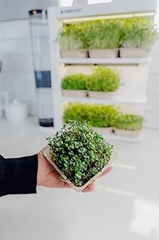Best Practices for Microgreens Success - visual representation