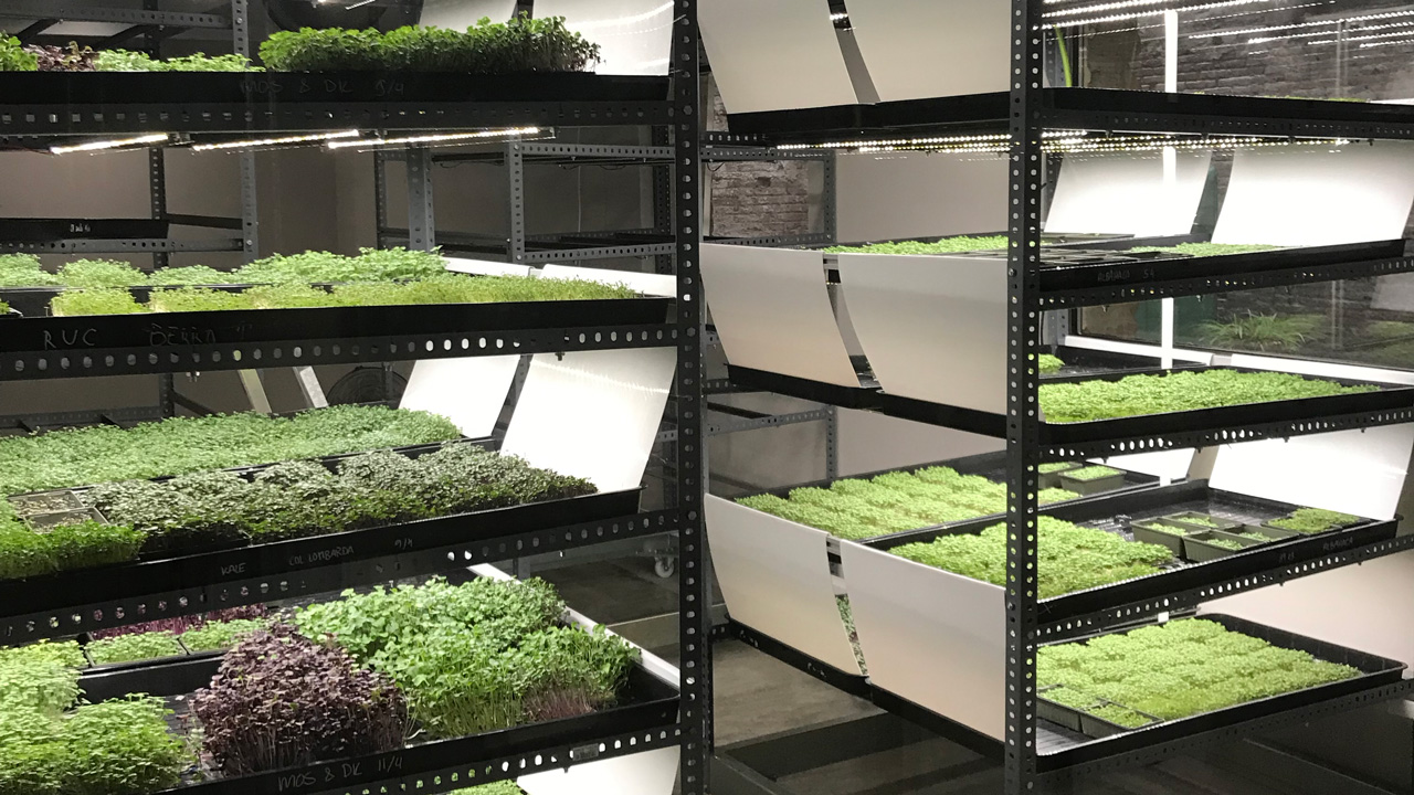 Implementation Guide: From Seed to Harvest - visual representation