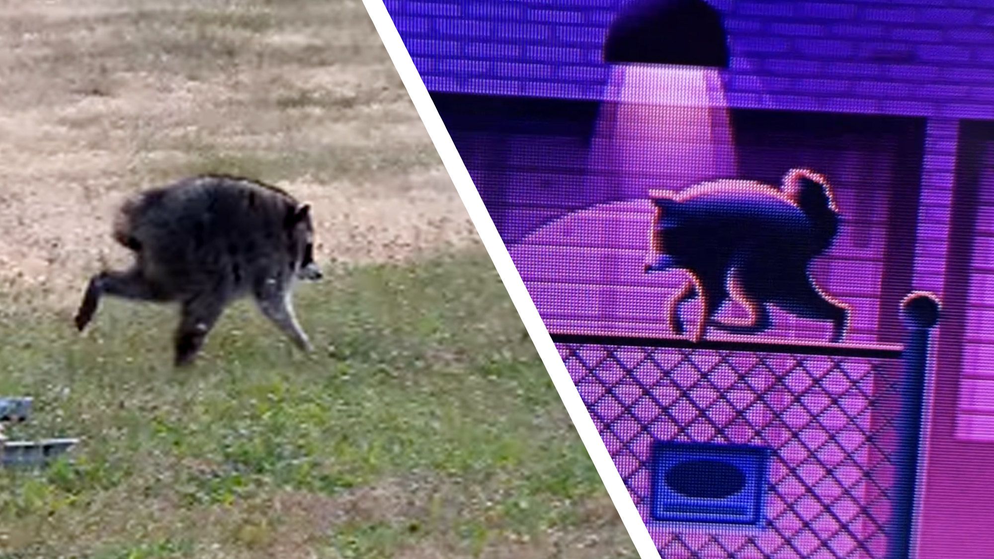 It's like, 'Wait a minute, are you, wait, is that Jimothy?' The inside story of how the viral raccoon climbed inside Roku City | TechRadar