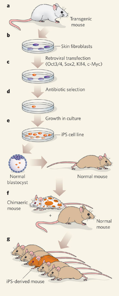 Unpacking Induced Pluripotent Stem Cells (i PS Cells) - visual representation