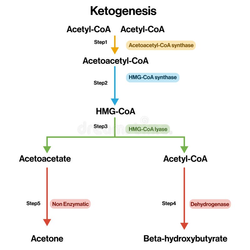 The Biochemistry of Ketosis: Understanding the Metabolic Shift - visual representation