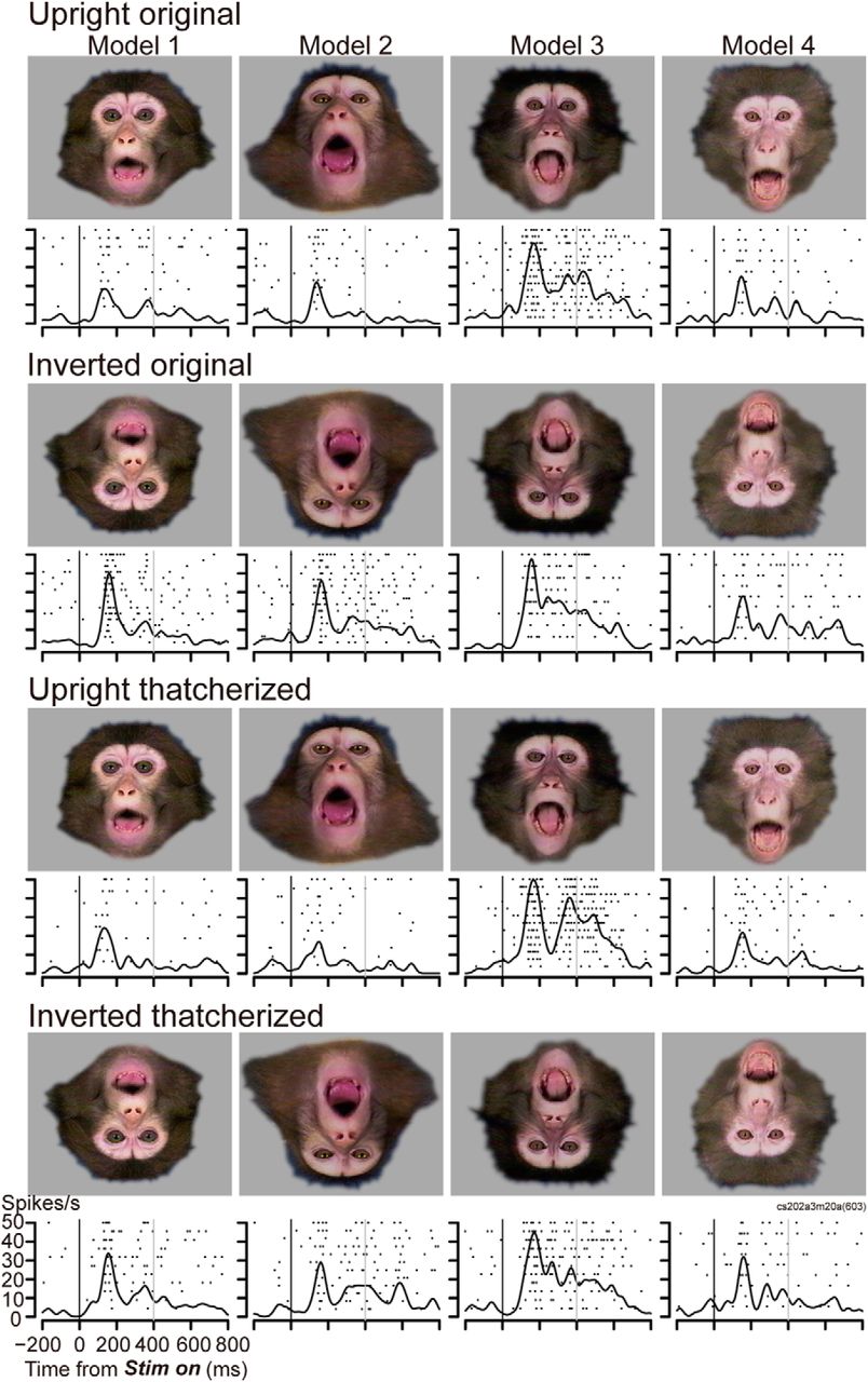 The Evolution of Facial Communication in Primates - visual representation