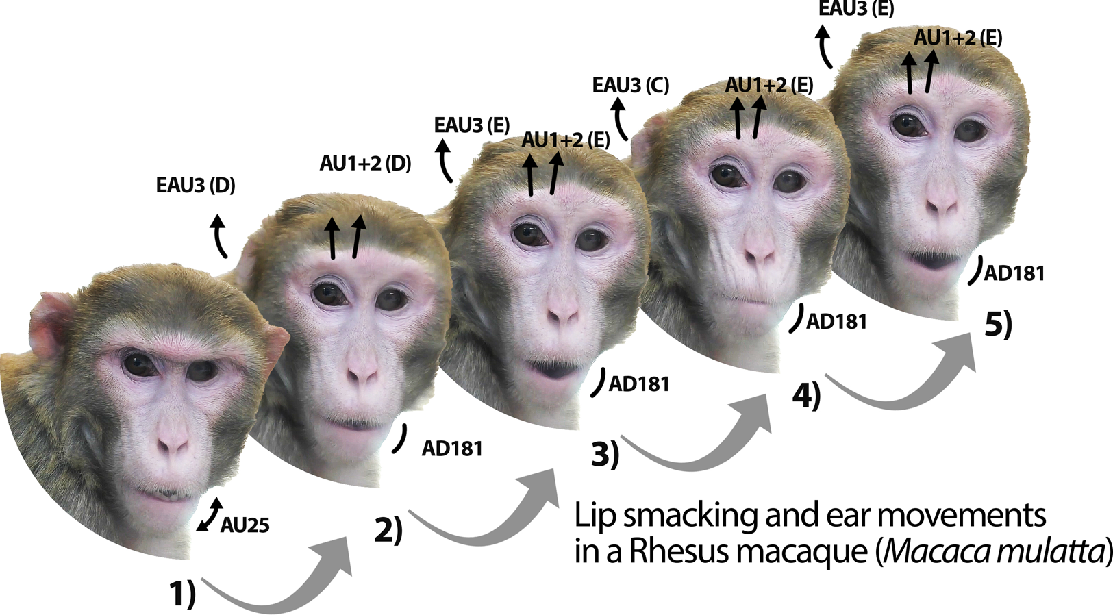 Methodological Significance: Why Micro-Electrode Arrays Matter - visual representation
