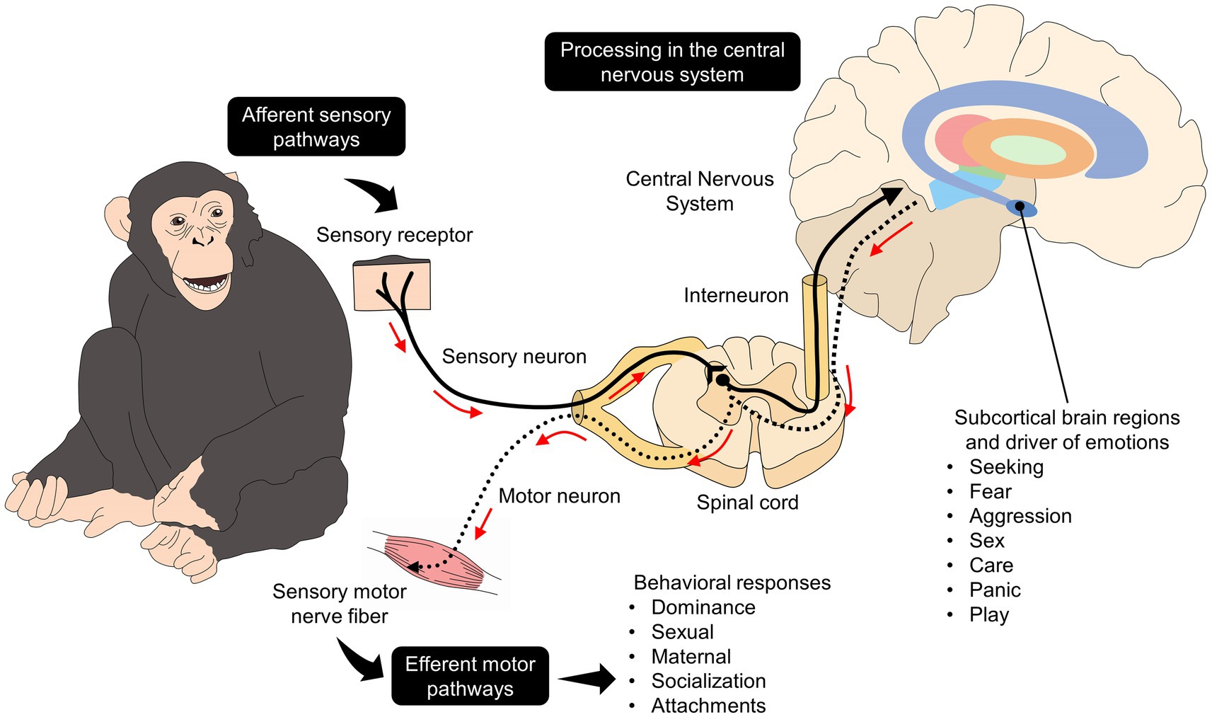 Limitations and Open Questions - visual representation