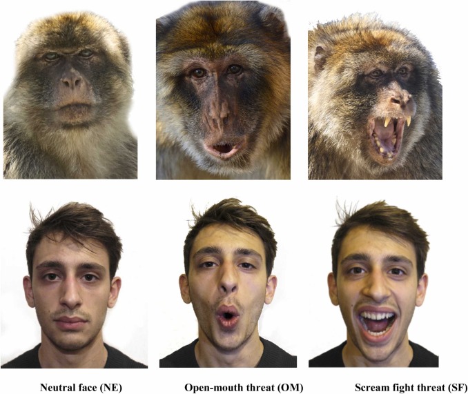 The Arc of Neural Communication Research - visual representation
