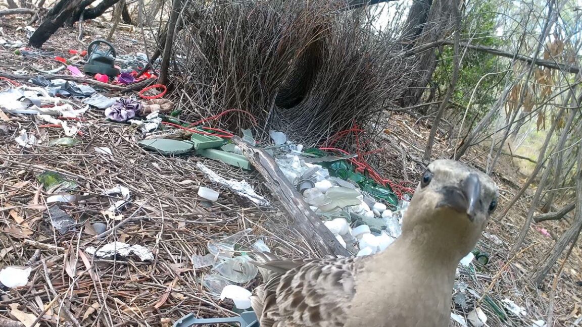 Male bowerbirds hope to dazzle females with bright human-made items - Ars Technica