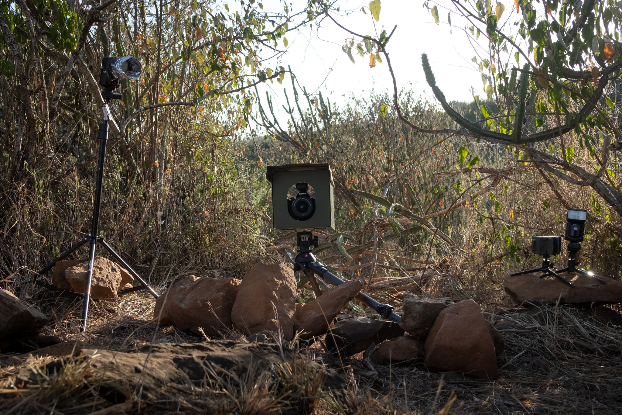 The Rise of Camera Traps in Wildlife Photography - contextual illustration
