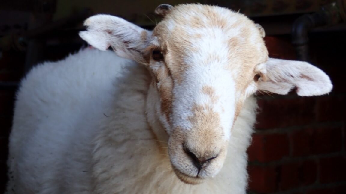 Medieval manuscripts are "biological time capsules" for deadly sheeppox virus - Ars Technica