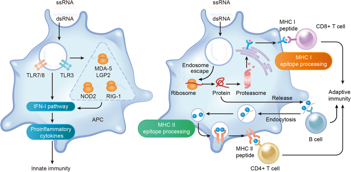 The Bigger Story: Why This Matters Beyond Melanoma - visual representation
