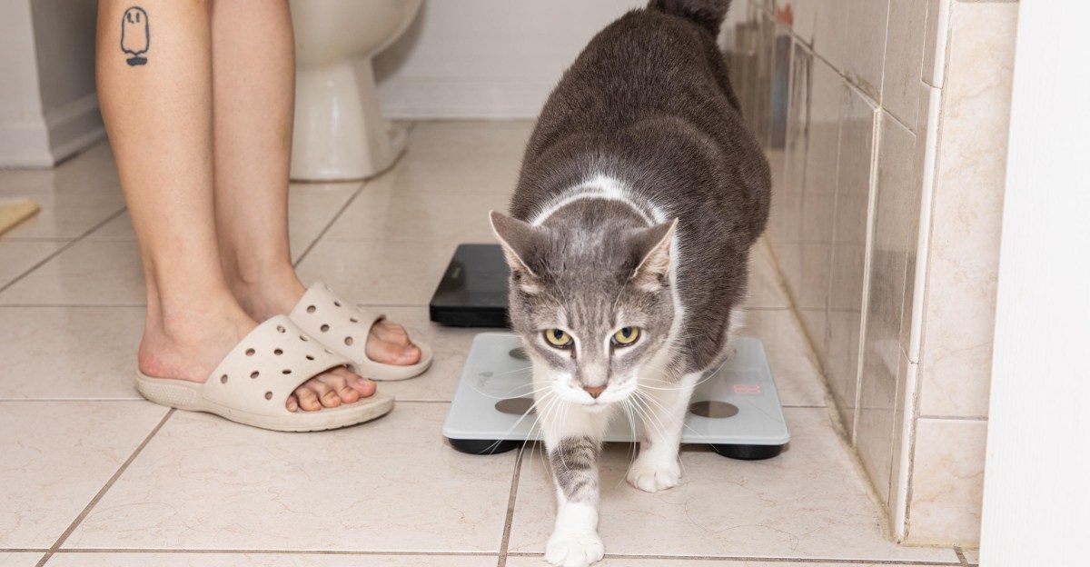 My big, fat, technophobic cat | The Verge