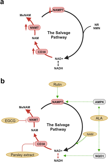 Who Should Actually Consider NAD+ Supplementation - visual representation