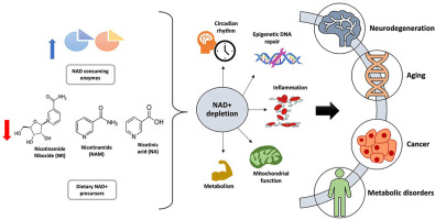 What Exactly Is NAD+ and Why Does Your Body Care? - contextual illustration