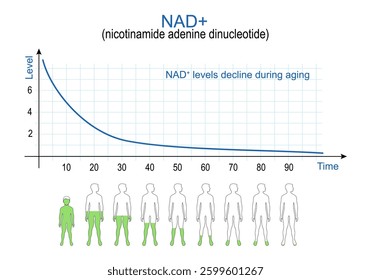 The NAD+ Depletion Problem: Why Levels Drop Over Time - contextual illustration
