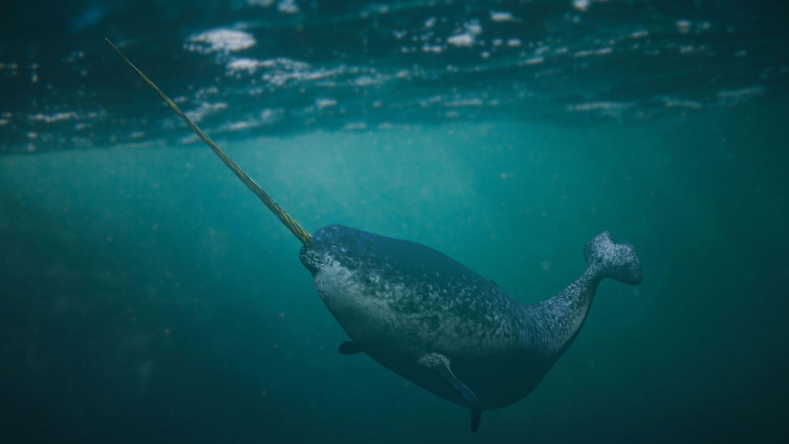 Introduction: The Vanishing Soundscape of the Arctic - contextual illustration