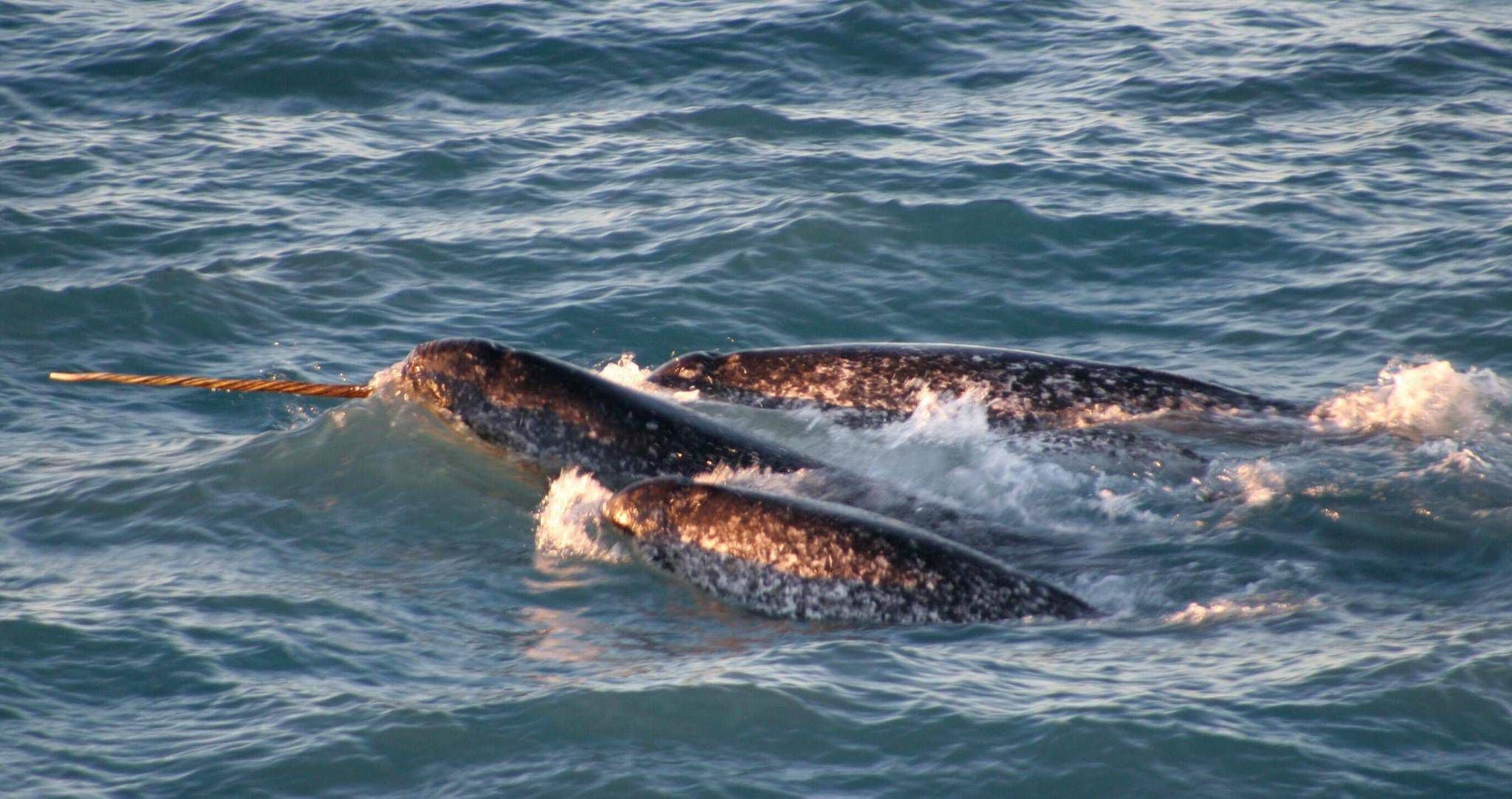 The Broader Arctic Ecosystem: Beyond the Whales - visual representation