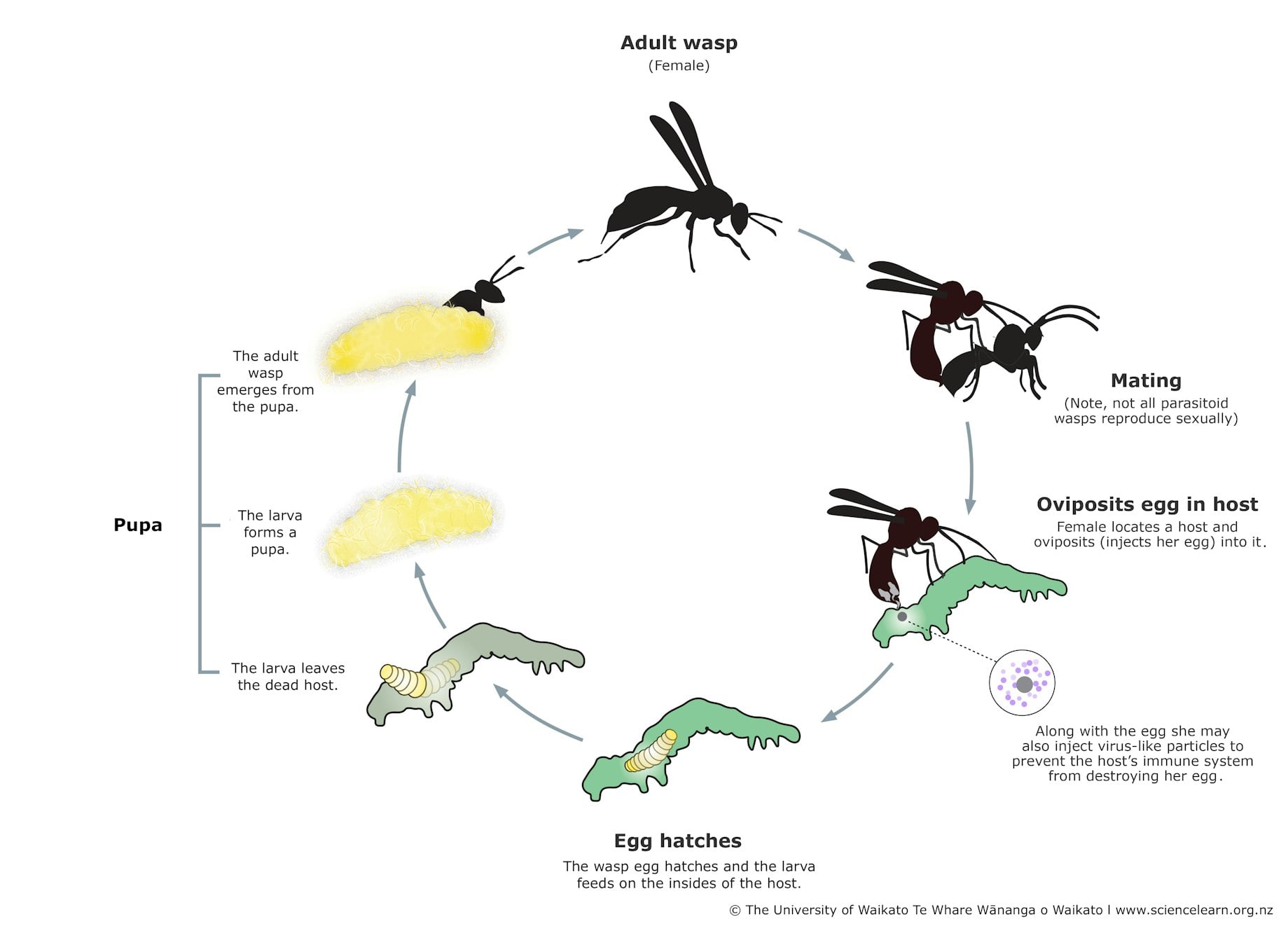 Conclusion - visual representation