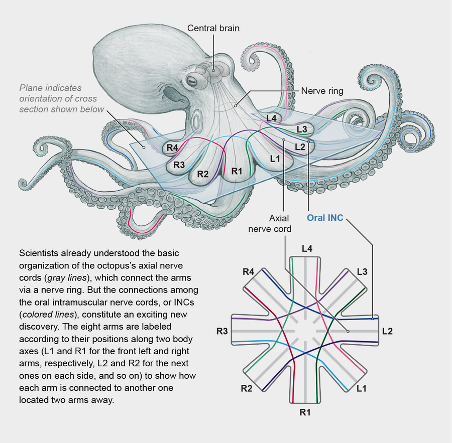 The Enigmatic World of Octopuses - visual representation