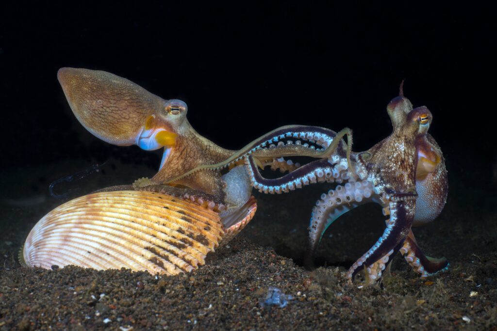 Mating in the Deep: Challenges and Adaptations - contextual illustration